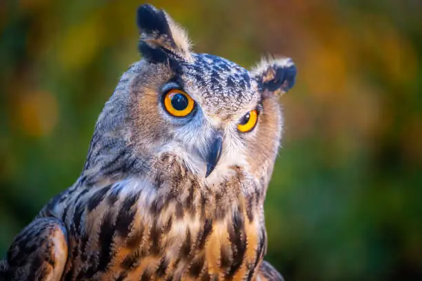 Photo of Beautiful and impressive smart Great horned owl, Bird of Prey