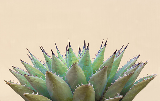 Blue Agave (American Aloe) Plant; Beige Background