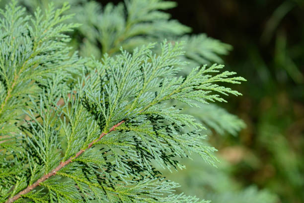 Silver Queen Lawson cypress Silver Queen Lawson cypress branch - Latin name - Chamaecyparis lawsoniana Silver Queen port orford cedar stock pictures, royalty-free photos & images
