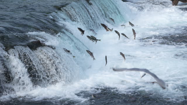 Sockeye Salmon jumping Brooks Falls in Katmai National Park, Alaska - Slow Motion