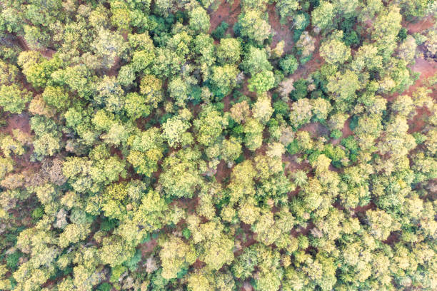 istock Pines seen from a drone in Michoacan lands 1406823204