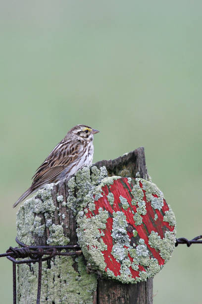 vertical de un gorrión de la sabana, passerculus sandwichensis, encaramado en un poste - passerculus fotografías e imágenes de stock