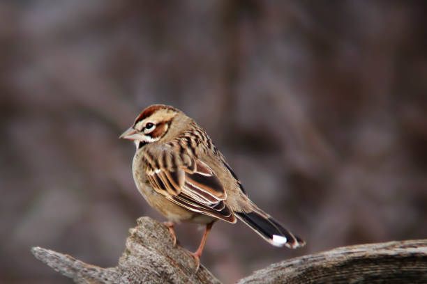istock Lark Sparrow, Chondestes grammacus, perched on a dead branch 1406824070