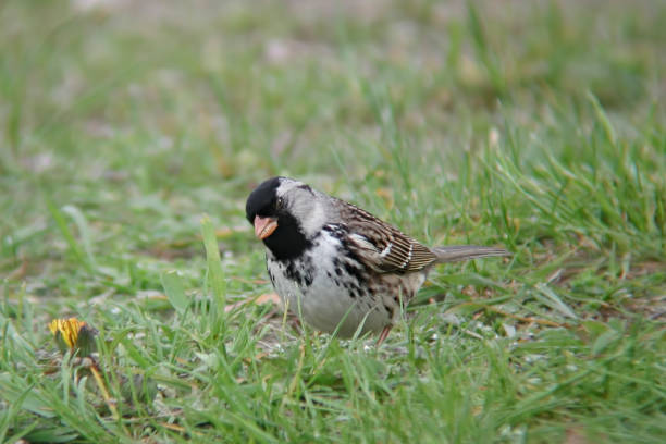 istock Harris's Sparrow, Zonotrichia querula, resting on the ground 1406824083