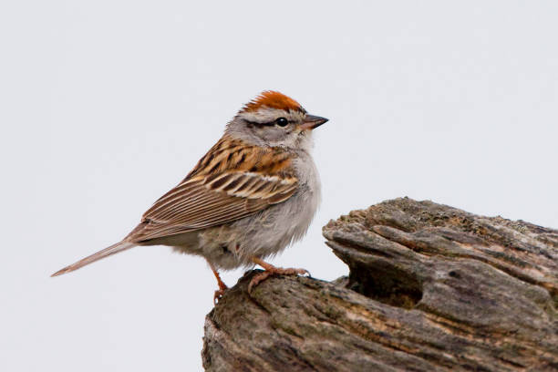 istock Chipping Sparrow, Spizella passerina, perched on a log 1406824099