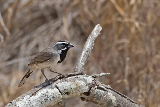 istock Black-throated Sparrow, Amphispiza bilineata, perching on a log 1406824114