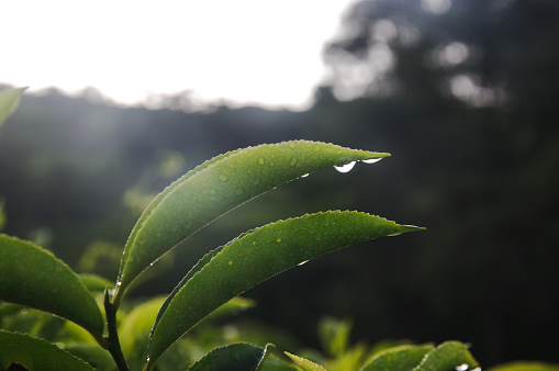 Tea leaf in the morning, there is water drop and sunrice, shoot close up green color