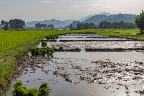 istock Flooded fields ready to transplant rice seedlings 1406829189