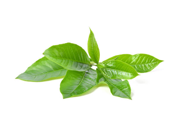 hoja de té verde sobre fondo blanco - té verde fotografías e imágenes de stock