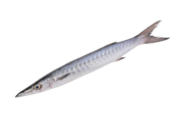 sphyraenidae , barracuda ou poisson cuda sur fond blanc. vue de dessus - barracuda photos et images de collection