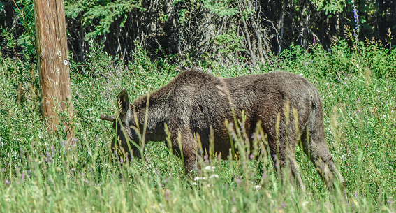 A young Bull moose is seen in right of way eating the willow bushes.  Travelers must be on alert in case the moose wanders onto the roadway.