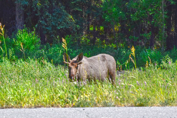 istock Young Bull Moose in Alaska 1406836977