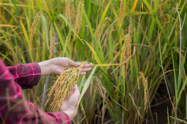 istock perfect ears of rice 1406837937
