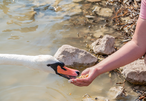 feeding swan beak hand open bird  's mouth