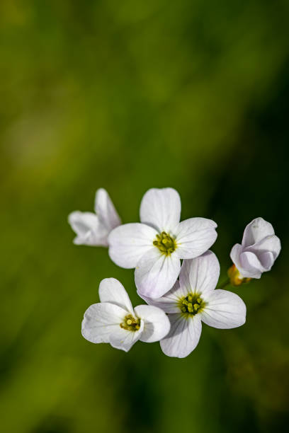 istock Cardamine pratensis in meadow, close up shoot 1406838728