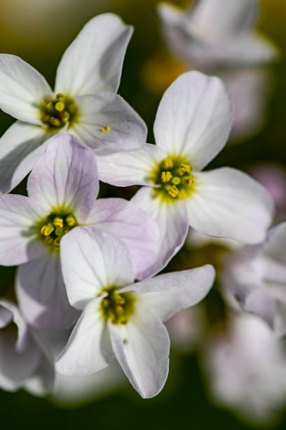 istock Cardamine pratensis in meadow, close up 1406838745