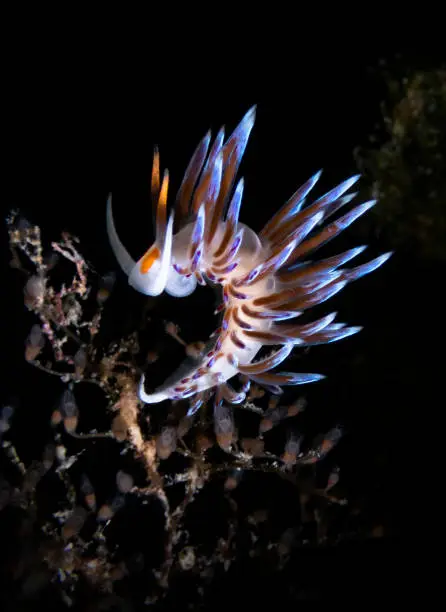 Beautiful Nudibranch Cratena Peregrina Isolated from background