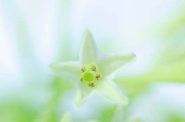 Beautiful flower in the garden in spring