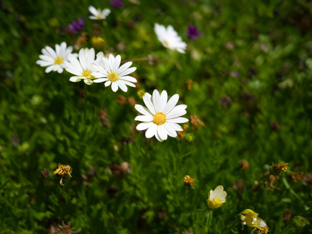 Bellis perennis, common daisy. stock photo