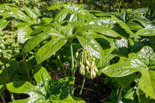 17 Ilustrações de Mandrake Flower - Getty Images