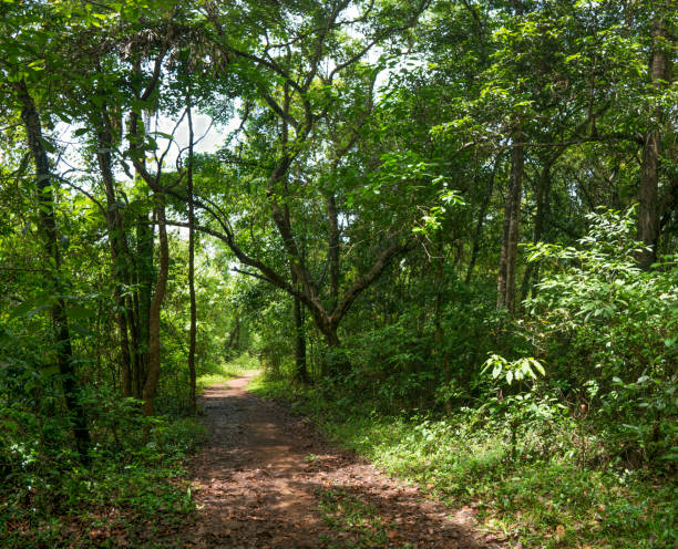 istock Forest path in Konkan region 1406841450