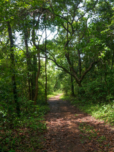 istock Forest path in Konkan region 1406841464