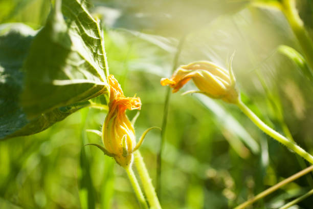 Squash Blossoms Growing in a Sunny Field