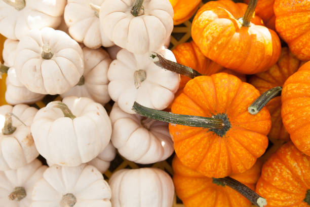 istock White and Orange Miniature Pumpkins Gourds 1406843219