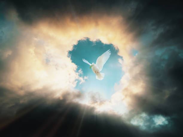 White dove with leaves and light shining through the dark clouds in the blue sky The sun shining through the clouds in the cloudy sky and a white dove flying while biting a leaf dove stock pictures, royalty-free photos & images