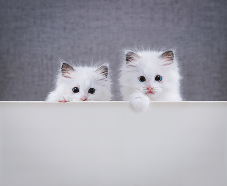 Two ragdolls, a cute and pretty white kitten with a surprised expression, put their paws on their feet and looking at them in a cute pose.