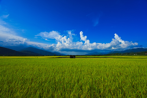 Green rice fields. Blue sky, white clouds, mountains are like idyllic paintings. 30 hectares of rice cultivation area. Yushan Nan'an Visitor Center, Hualien, Taiwan. 2022