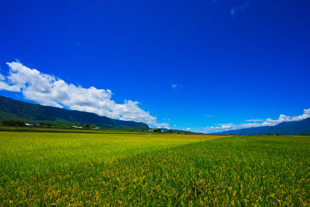 istock Mr. Brown Avenue. Blue sky, white clouds, rice fields combined into picturesque. 1406845139