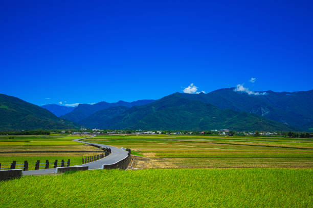 istock Mr. Brown Avenue. Blue sky, white clouds, rice fields combined into picturesque. 1406845143