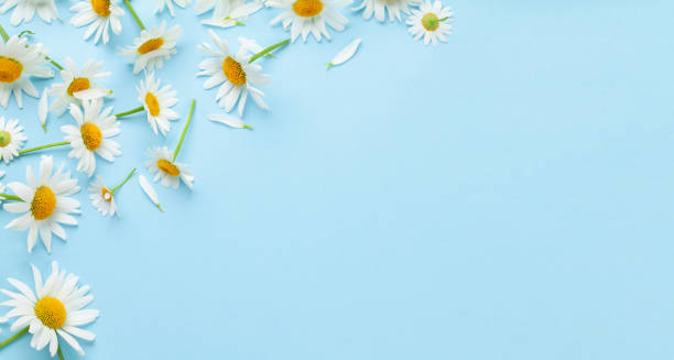 istock Chamomile garden flowers on blue background 1406845261