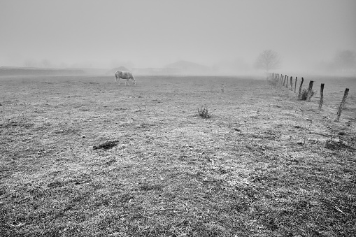 The horse grazes the grass in the meadow in a foggy atmosphere