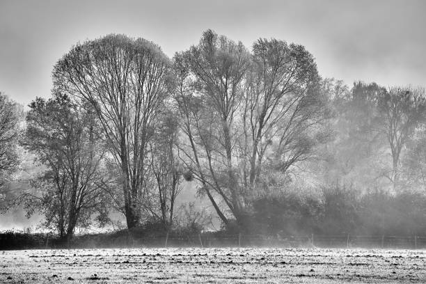 istock Trees in a foggy atmosphere 1406846793