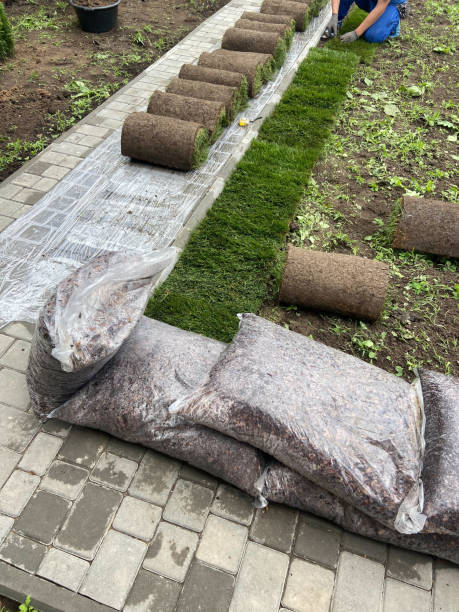 istock new garden lawn 1406846990