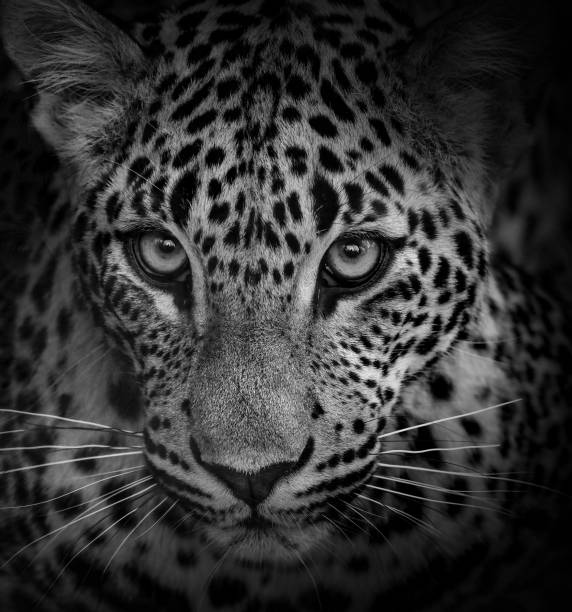 istock Levhart in black and white colour 1406848697