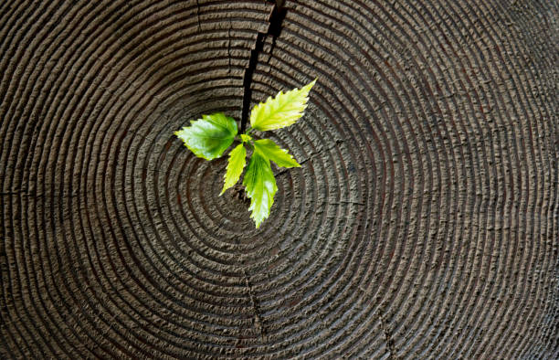 Little plant growing from tree stump stock photo