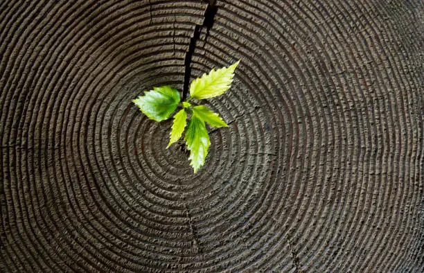 Photo of Little plant growing from tree stump