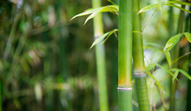 istock Background of bamboo trees in forest 1406848705