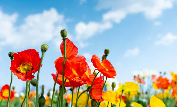 istock Honey bees collect pollen from poppy flowers 1406848749