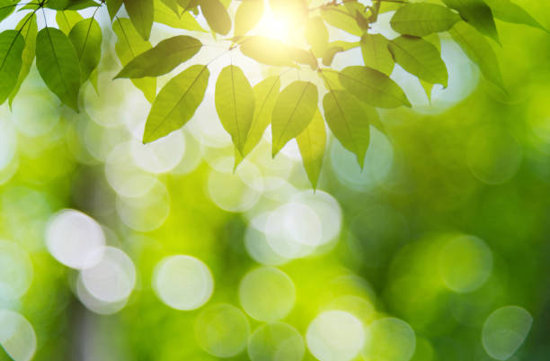 istock Fresh green leaves in public park 1406848768