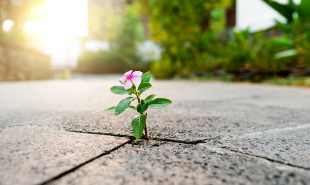 istock Pink flower growing through crack pavement 1406848769