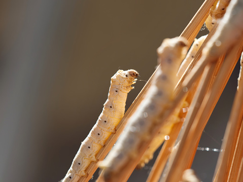 Primer plano de gusanos de seda maduros en ramita, esperando al capullo, el cuerpo se ve transparente a la luz del sol retroiluminado. photo