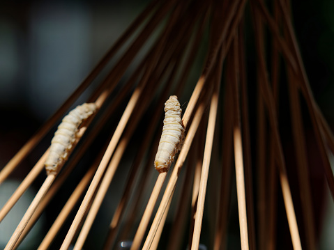 Primer plano de gusanos de seda maduros en ramita, esperando al capullo. photo