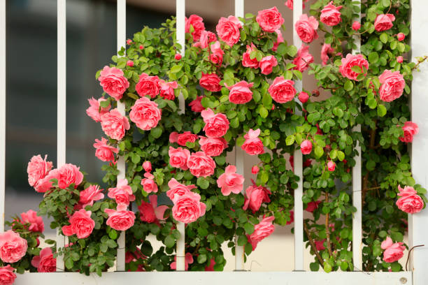 istock In the summer, rose is blooming 1406850419