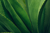 istock closeup agave cactus, abstract natural pattern background and textures. 1406851378