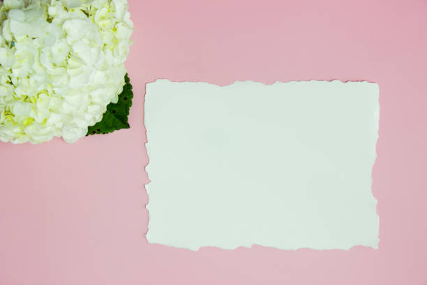 istock White hydrangea with paper over the pink background with copy space. 1406852093