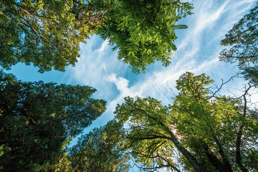 Sky and green leaves background